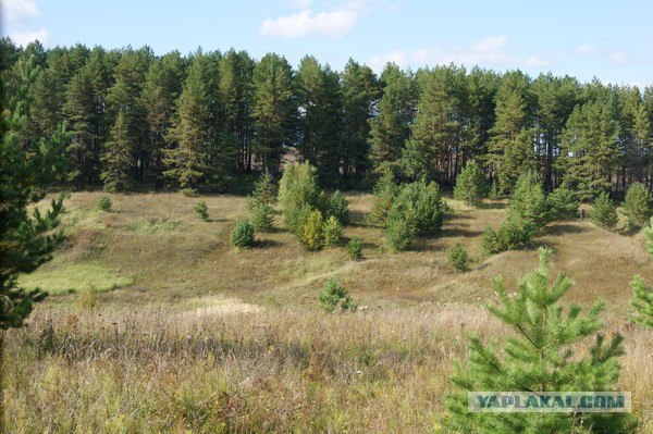 "Охота" за рыжиками