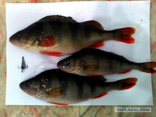 Рыбалки пост