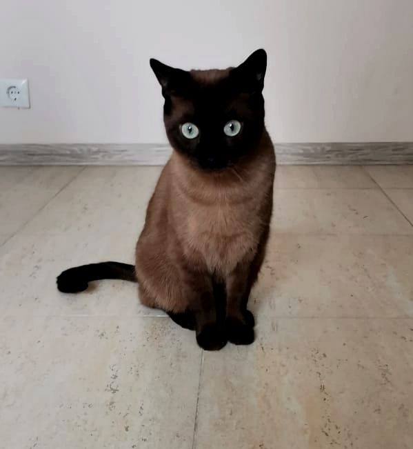 Котофторниг