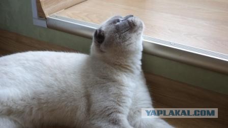 Котовторник  30.07.2013