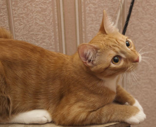 Котиковая выставка "Инфокот 2013"