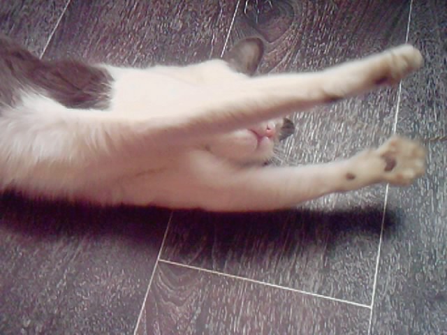 Котовторник 05.03.13