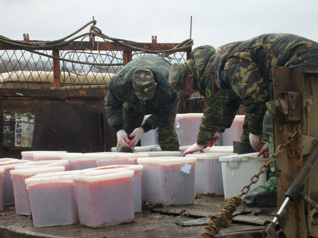 Как сгорает тонна красной икры