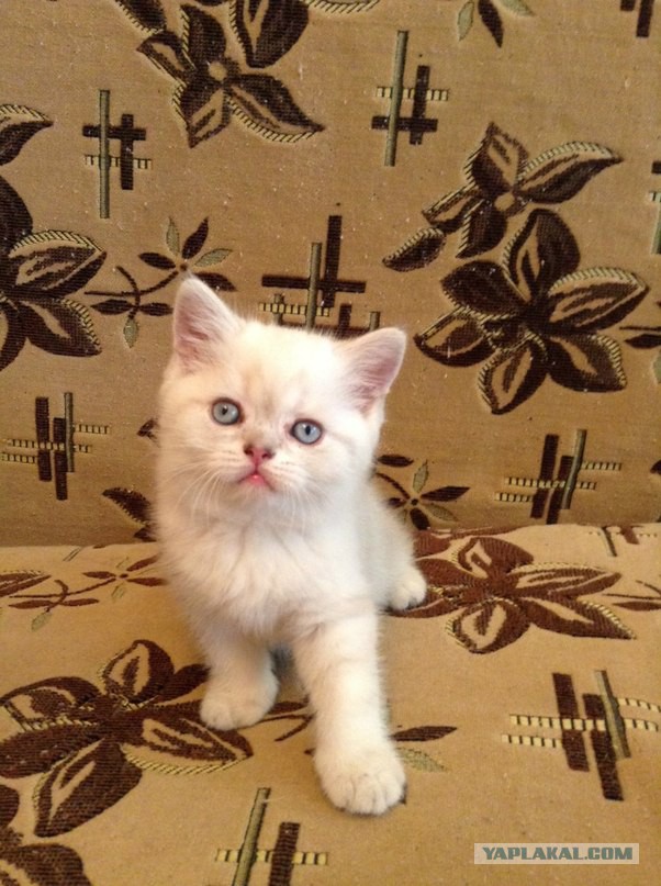 Котовторник 01.07.2014