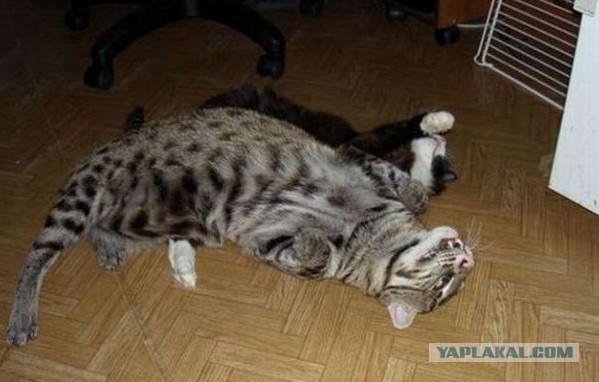 А еще говорят,что кошки воды боятся!