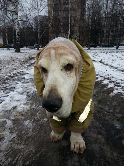 Бассет Хаунд
