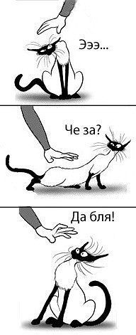 Злые киски