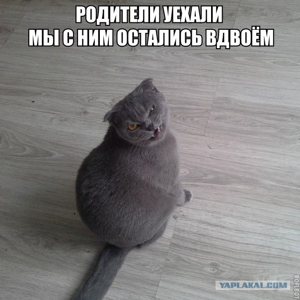 Про котейку