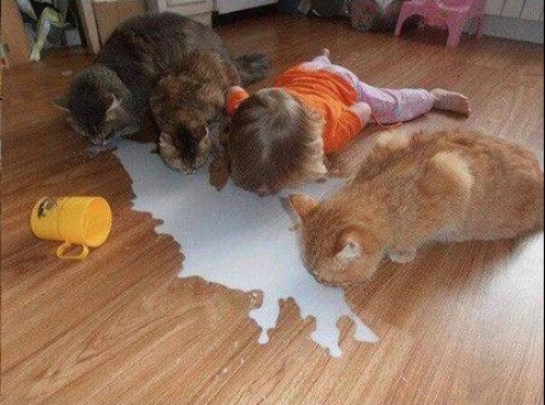 Котовторник