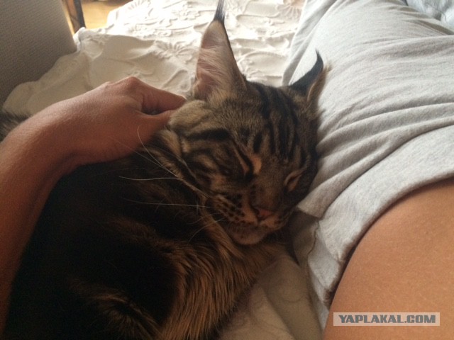 Котовторник 20.10.2015