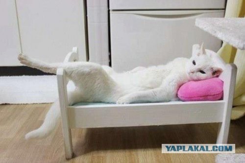 Прикольняхи