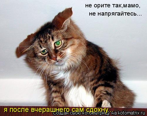 Кот-собутыльник