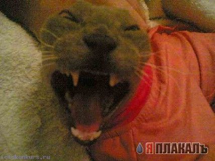 УЛЫБНИСЬ! Животное ассорти