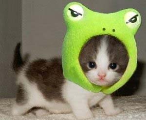 Когда кота прет не по детски