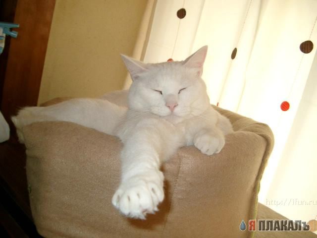 Коты, кошки, котята
