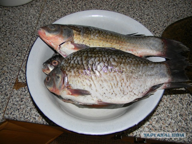 Купить Живого Карася Для Жарки