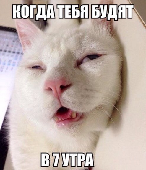 Мохнатые беспредельщики