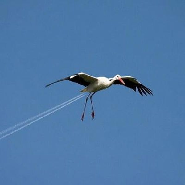 Удивительные фото, полученные только за счет изменения ракурса