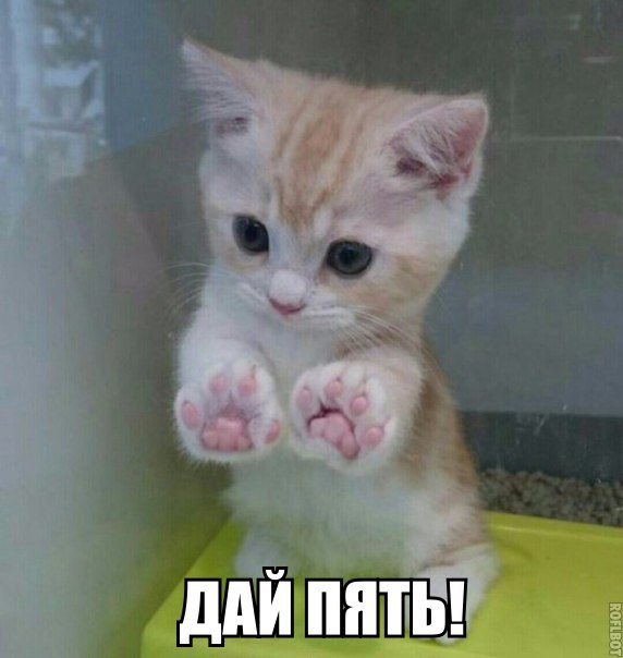 Прикольные животные