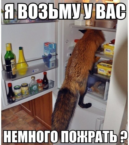 Прикольные животные