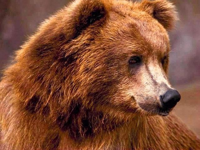 В США обнаружено тело йети