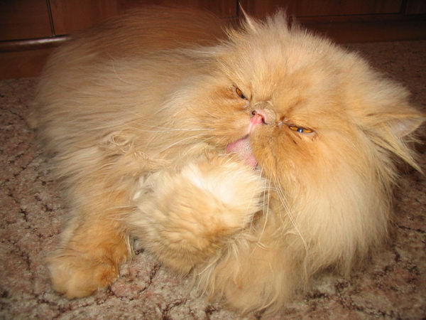 Коты из сети