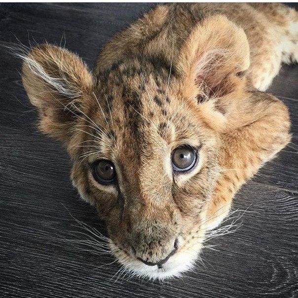 Самые смешные животные