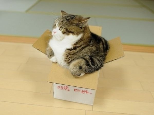 Коты и Кошки
