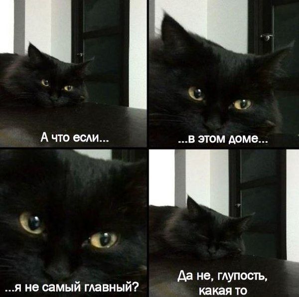 Коты и Кошки