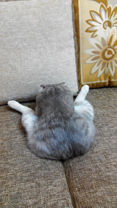 Котовторник 28.11.2017