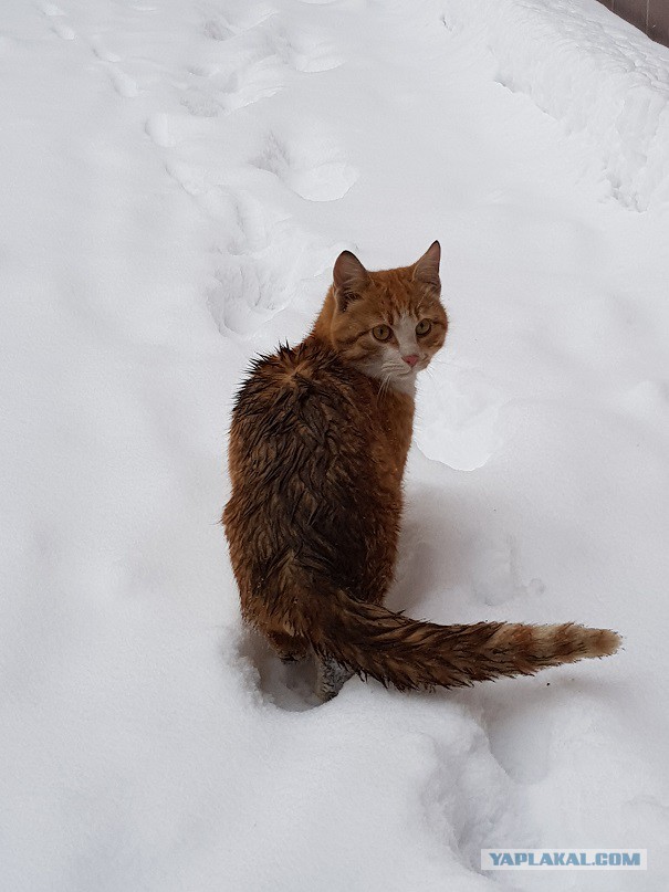 Пушистики из Москвы ищут дом! "Котоленд"