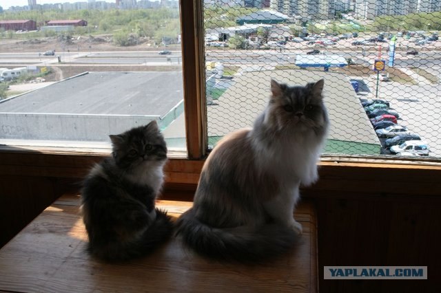 Котовторник на ЯПлакалъ (13.05.08)