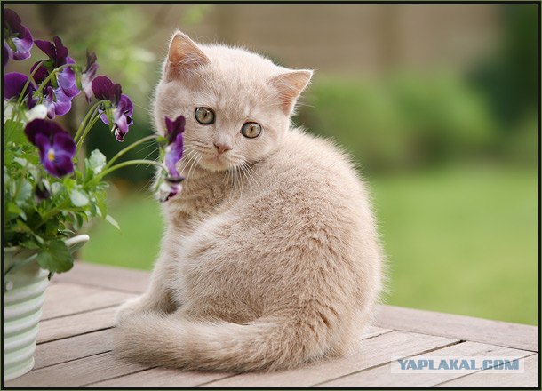 Даёшь Котовторник на ЯПе! (29.07.08)