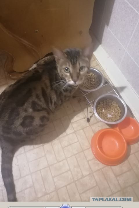 Моя красотка