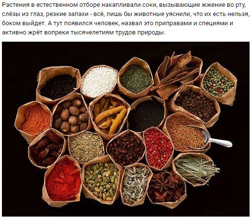 Осторожно: растения-агрессоры! Иноземные захватчики с других континентов