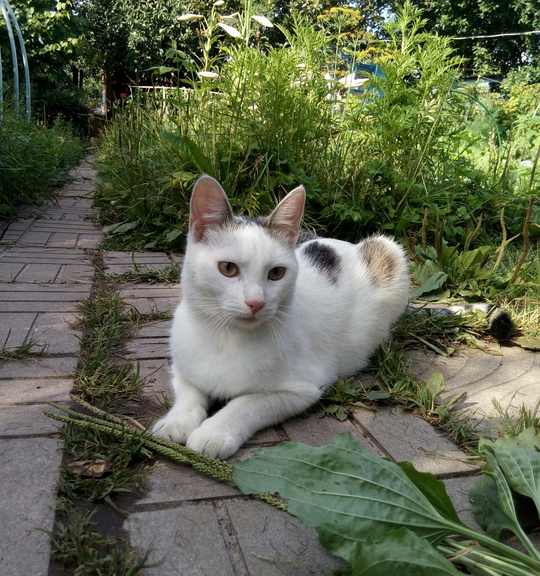 Котовторник