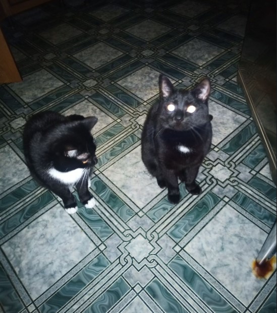 Котовторник 17.01.23
