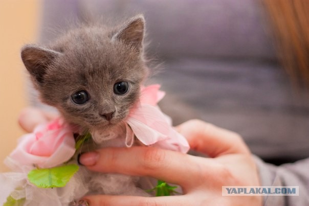 Котовторник 16.04.2013