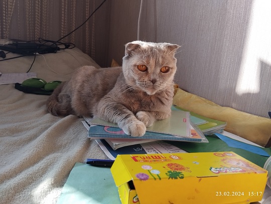Моя кошка тов. майор...