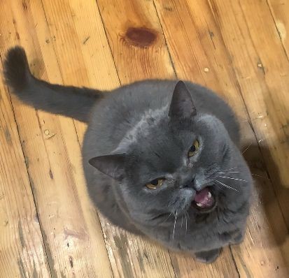 Котовторник.Наши модели