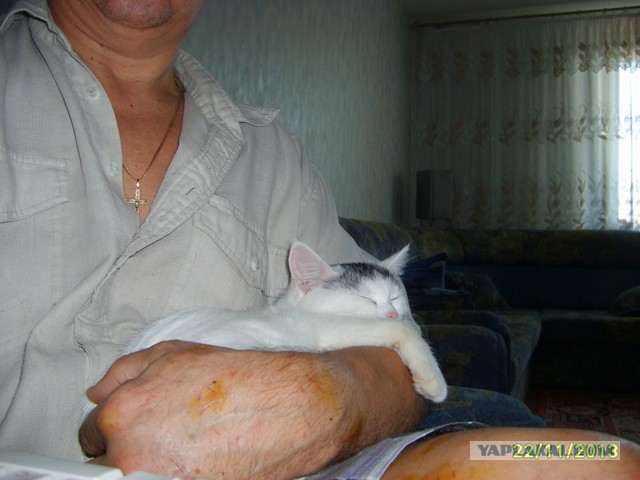 Котовторник 26.11.2013