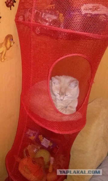 А как спит ваш кот?