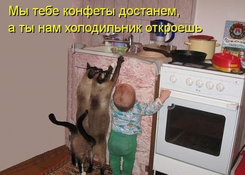 Котовторник