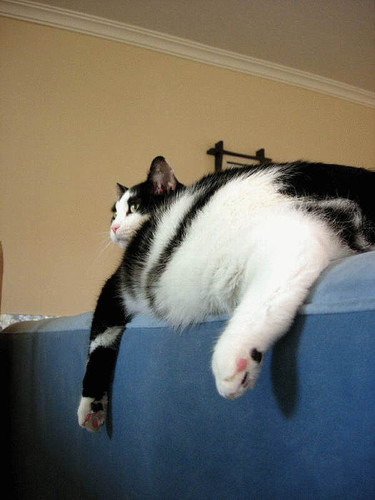 Народный котомет на фторинег