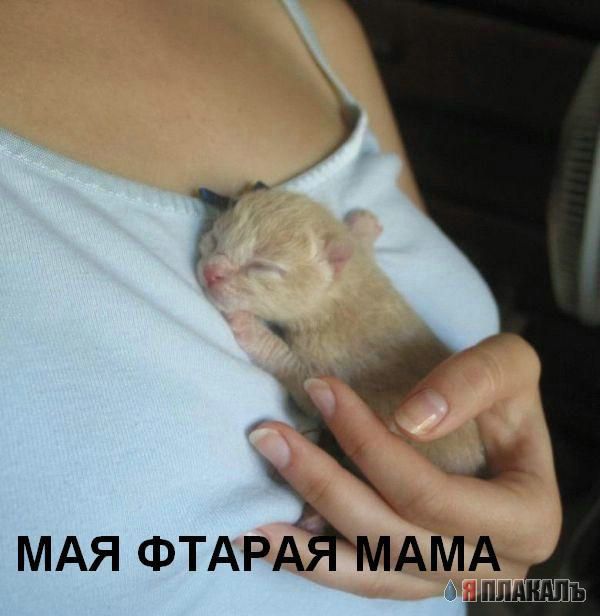 Дюжина кошаков