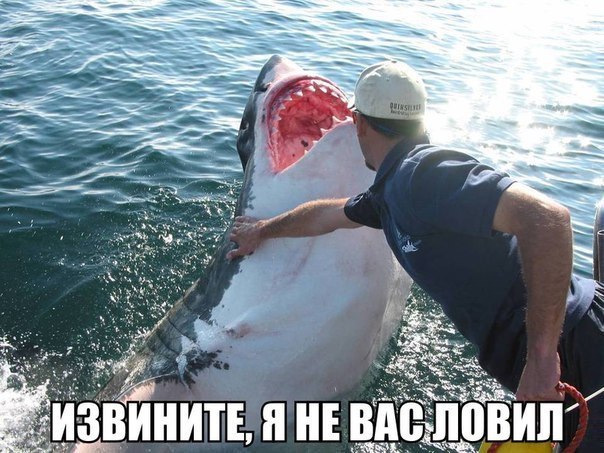 Ассорти картинок из сети