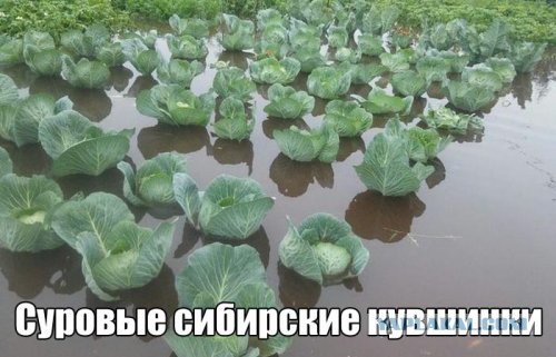Всякое разное из интернета