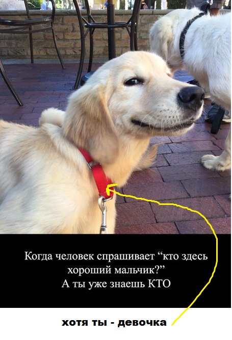 Весёлые картинки