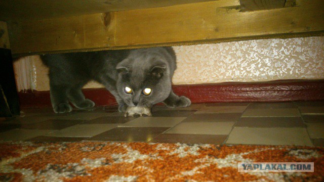 Получила я кота на сдачу...