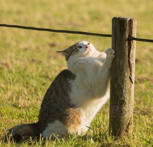 Кот без прикрас